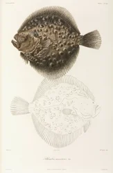 Black Sea turbot