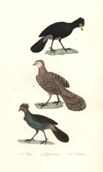 Black Curassow, Grey Peacock-Pheasant and Chachalaca