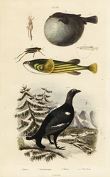 Black grouse, pufferfish and groundhopper