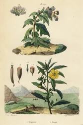 Black henbane, Hyoscyamus niger 1, and Peruvian primrose-willow, Ludwigia peruviana 2