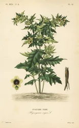 Black henbane or stinking nightshade, Hyoscyamus niger, Jusquiame noire