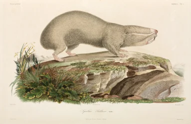 Blind mole-rat, Black Sea area