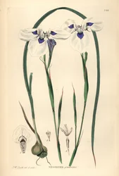 Blue-eyed Uintjie or Blouooguintjie
