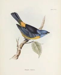 Blue and yellow tanager, South America, c 1832-1836