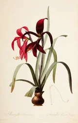 Botanical Illustration/Redoubt/Sprekelia formosissima/Saint James Lily/Jacobean Lily