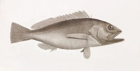 Bodian Melanure (close up)