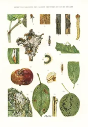 Botanical Board: Fruit Tree Parasites