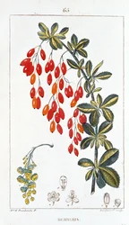 Botanical Board of Berberis sp (Barberry Spine)