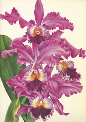 Botanical Board: Cattleya labiata var. Perfecta