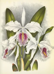 Botanical Board: Cattleya Maxima var. Virginalis
