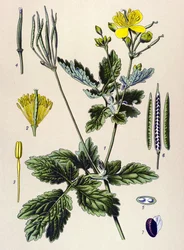 Botanical Board, Toxic and Medicinal Plant: Chelidoine or Large Chelidoine (Chelidonium majus)
