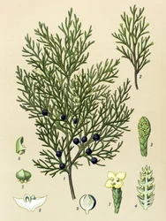 Botanical Board, Toxic and Medicinal Plant: Sabine Juniper (Juniperus sabina)