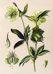 Botanical Board: Green Hellebore (Helleborus viridis)