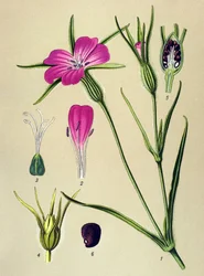 Botanical plate. Poisonous plant: corn cockle (Agrostemma githago)