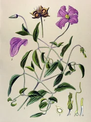 Botanical Board, Toxic Plant: Clematite Bogus or False Vine (Clematis viticella)
