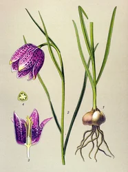 Botanical Board, Toxic Plant: Guinea Fowl (Fritillaria meleagris)