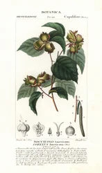 Botanical board: hazelnut and hazelnut - American hazelnut, Corylus americana, native to North America. Handcoloured copperplate stipple engraving from Jussieu