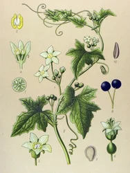 Botanical Board, Plant: Bryony (Bryonia alba)