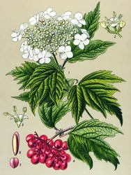Botanical Board, Plant: Viburnum Owl (Viburnum opulus)