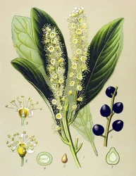 Botanical Board, Plant: Cherry Bay (Prunus Laurocerasus)