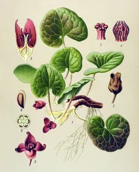 Botanical Board, Poisonous and Medicinal Plant: Asaret of Europe (Asarum europaeum)
