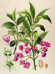 Botanical Board, Poisonous Plant: European Charcoal (Euonymus europaeus)