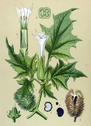 Botanical plate, poisonous plant: thorn apple or common thorn apple (Datura stramonium)