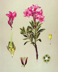 Botanical Board, Toxic Plant: Rhododendron Cilie (Rhododendron hirsutum)