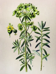 Botanical Board, Toxic Plant: Round Eule or Euphorbia Peplus (Euphorbia Peplus)