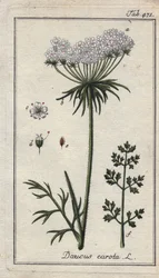 Carrot Flowers and Leaves, Daucus carota
