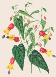 Botanical Illustration: Abutilon megapotamicum, Abutilon