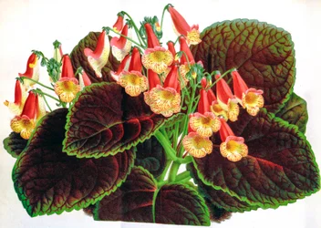 Botanical illustration / Achimenes Naegelioides / Achimene
