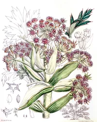 Botanical illustration / Aciphylla Latifolia / Anisotome Latifolia / Broad Aciphyll