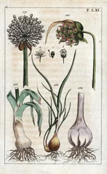 Leek, Garlic, Shallot - Leek, Allium pollum, Garlic Flower, Allium sativum, Garlic Bulb, and Shallot, Allium cepa var. aggregatum, ascalonicum