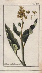 Rhubarb Leaves, Rheum rhabarbarum