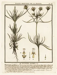 Branched Plantain, Plantago Indica