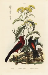 Brazilian tanager, Ramphocelus bresilius, and paradise tanager, Tangara chilensis