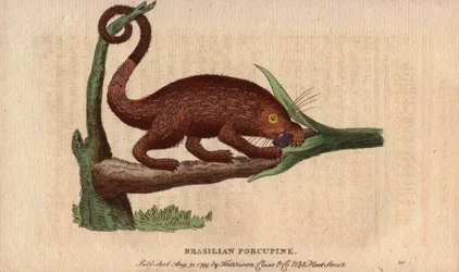 Brazilian porcupine (Coendou prehensilis), a semi-arboreal American porcupine of the tropical regions, whose prehensile tail allows it to climb trees. Drawing by Thomas Pennant (1726-1798). Lithograph in The Naturalist Pocket Magazine or Cabinet complete d