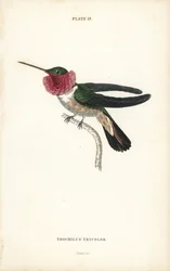 Broad-tailed hummingbird, Selasphorus platycercus (Tricoloured hummingbird, Trochilus tricolor). Hand-coloured steel engraving by William Lizars from Sir William Jardine