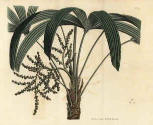 Broadleaf lady palm, Rhapis excelsa (male dwarf ground rattan, Rhapis flabelliformis mas)