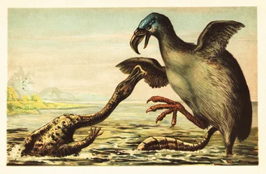 Brontornis Battling a Hadrosaurus (lithograph)