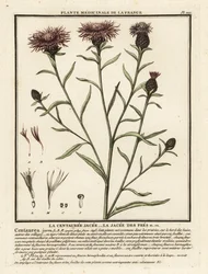 Brown Knapweed, Centaurea jacea
