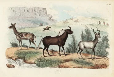 Bushbuck, Tragelaphus scriptus, black wildebeest or white-tailed gnu, Connochaetes gnou, greater kudu, Tragelaphus strepsiceros
