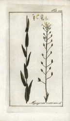 Cameline or Flax Basard or Sesame from Germany, Camelina sativa