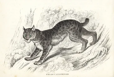 Canada lynx, Lynx canadensis. Handcoloured lithograph from Georg Friedrich Treitschke