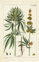 Cannabis Plant, Cannabis Sativa