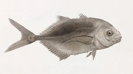 Caranx Sauteur (detail)
