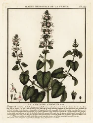 Catnip, Nepeta Cataria