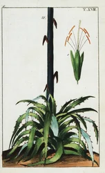 Century Plant, Agave Americana