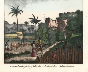 Chamarro farmers plowing a field and carving rows of plantations in the Mariana Archipelago (USA). Illustration from Voyage Around the World (1824) by Louis de Freycinet (1779-1842). Lithography for the book: “Galerie complete en tableaux fideles des peupl
